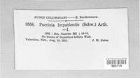 Puccinia impatientis image